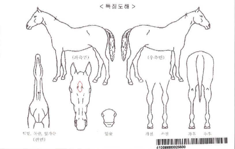 ·¹ÀÌÿÀÚ¸¶ÀÇ Ãø¸é,¿ì¸é,µÞ¸é,µÎ»ó,´Ù¸®ÀÇ Æ¯Â¡µµÇØ