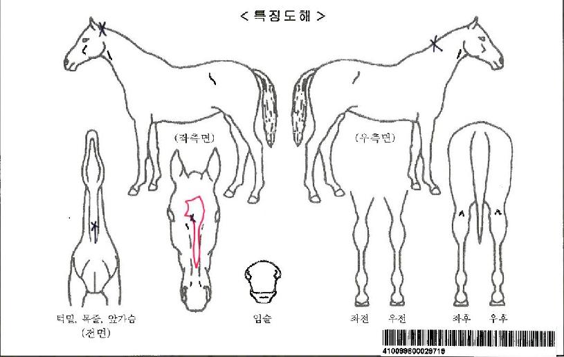 ´ë·úÀǺ°ÀÚ¸¶ÀÇ Ãø¸é,¿ì¸é,µÞ¸é,µÎ»ó,´Ù¸®ÀÇ Æ¯Â¡µµÇØ