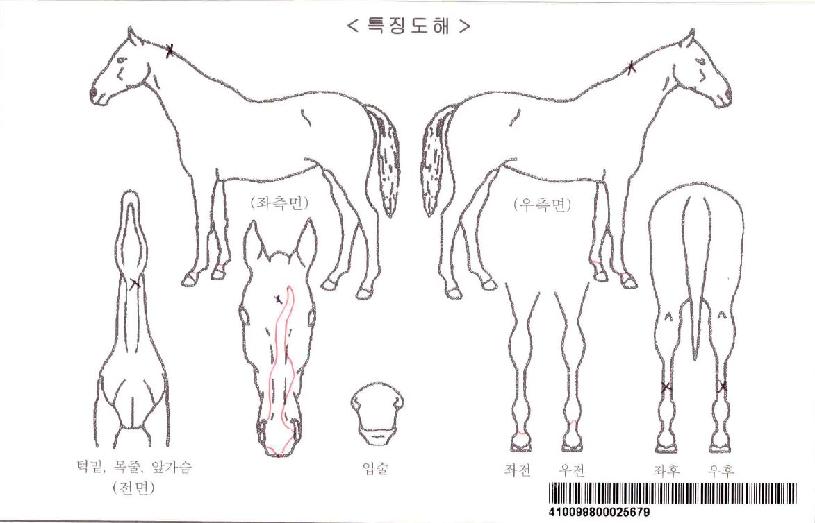 �����ڸ��� ����,���,�޸�,�λ�,�ٸ��� Ư¡����