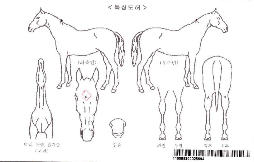 �ݾǿ����ڸ��� ����,���,�޸�,�λ�,�ٸ��� Ư¡����