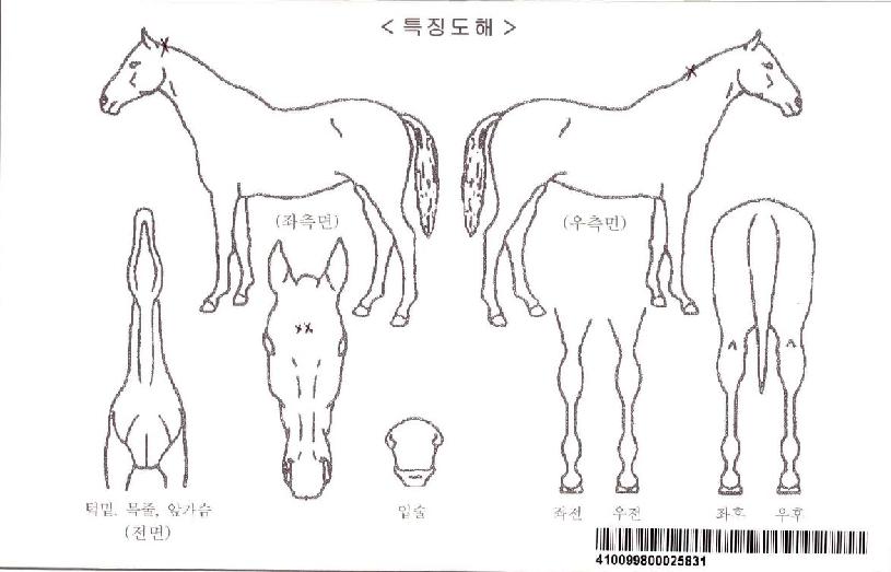 ¼¸®¾ó¸®½ºÆ®ÀÚ¸¶ÀÇ Ãø¸é,¿ì¸é,µÞ¸é,µÎ»ó,´Ù¸®ÀÇ Æ¯Â¡µµÇØ