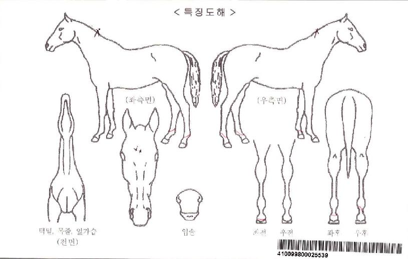 ���̵��ڸ��� ����,���,�޸�,�λ�,�ٸ��� Ư¡����