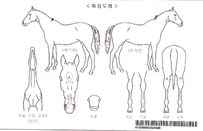 ¸»¸®ºÎÄýÀÚ¸¶ÀÇ Ãø¸é,¿ì¸é,µÞ¸é,µÎ»ó,´Ù¸®ÀÇ Æ¯Â¡µµÇØ