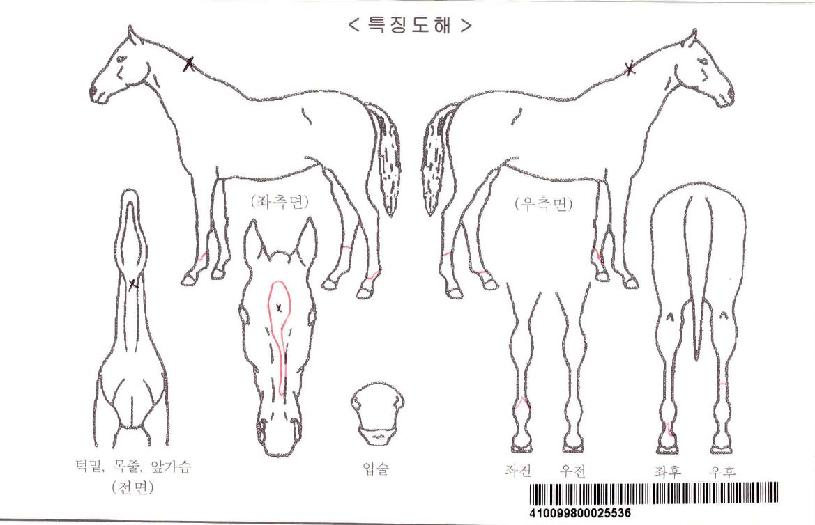 ���Ϸ�Ʈ����Ʈ���ڸ��� ����,���,�޸�,�λ�,�ٸ��� Ư¡����