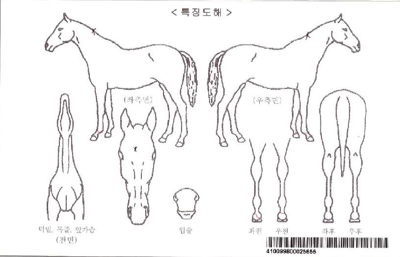 ½Ç¹ö¿ïÇÁÀÚ¸¶ÀÇ Ãø¸é,¿ì¸é,µÞ¸é,µÎ»ó,´Ù¸®ÀÇ Æ¯Â¡µµÇØ