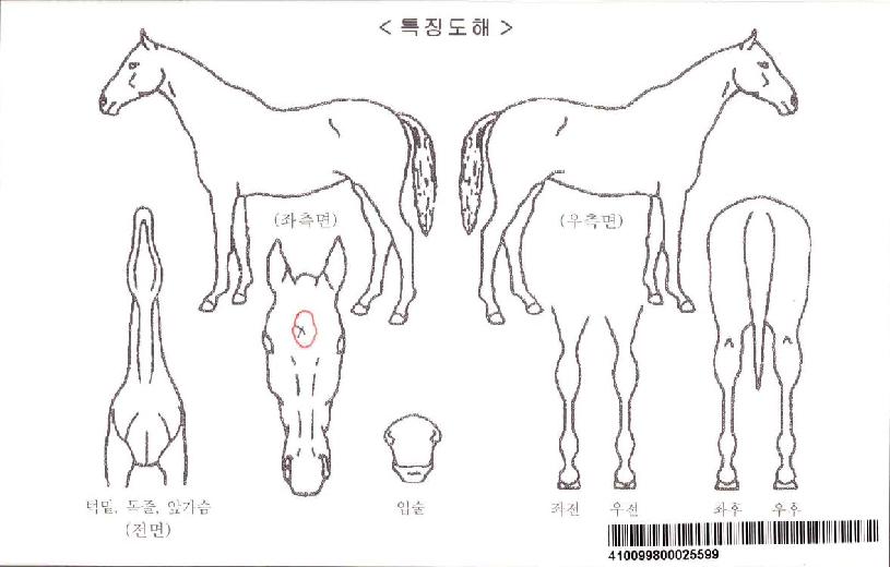 ��������̵��ڸ��� ����,���,�޸�,�λ�,�ٸ��� Ư¡����