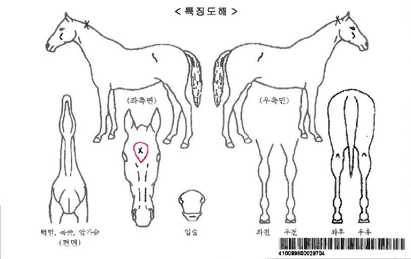 �����ǹ̼��ڸ��� ����,���,�޸�,�λ�,�ٸ��� Ư¡����