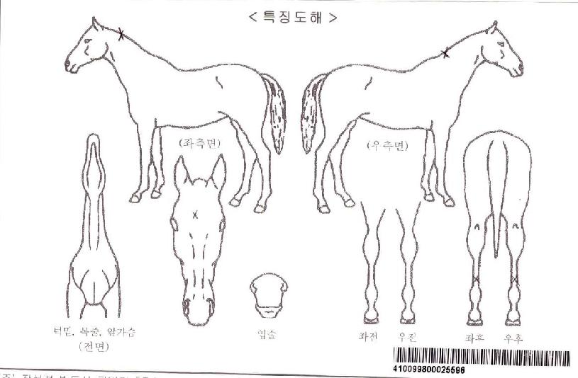 ���̷��Ͽ��긮���ڸ��� ����,���,�޸�,�λ�,�ٸ��� Ư¡����