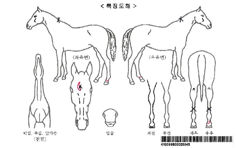 ¿µ±¤½Â¸®ÀÚ¸¶ÀÇ Ãø¸é,¿ì¸é,µÞ¸é,µÎ»ó,´Ù¸®ÀÇ Æ¯Â¡µµÇØ