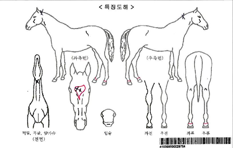 ��õ���ڸ��� ����,���,�޸�,�λ�,�ٸ��� Ư¡����