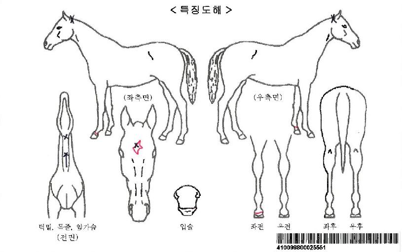 Ŭ·¹¾îÄýÀÚ¸¶ÀÇ Ãø¸é,¿ì¸é,µÞ¸é,µÎ»ó,´Ù¸®ÀÇ Æ¯Â¡µµÇØ