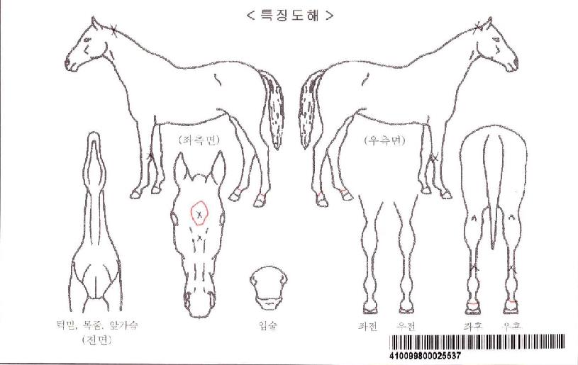 �����己ġ�ڸ��� ����,���,�޸�,�λ�,�ٸ��� Ư¡����