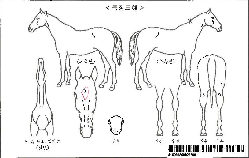 ¿¤½ÃÁî¼ÛÀÚ¸¶ÀÇ Ãø¸é,¿ì¸é,µÞ¸é,µÎ»ó,´Ù¸®ÀÇ Æ¯Â¡µµÇØ