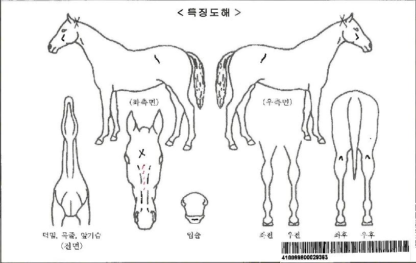 �޺��̼��ڸ��� ����,���,�޸�,�λ�,�ٸ��� Ư¡����