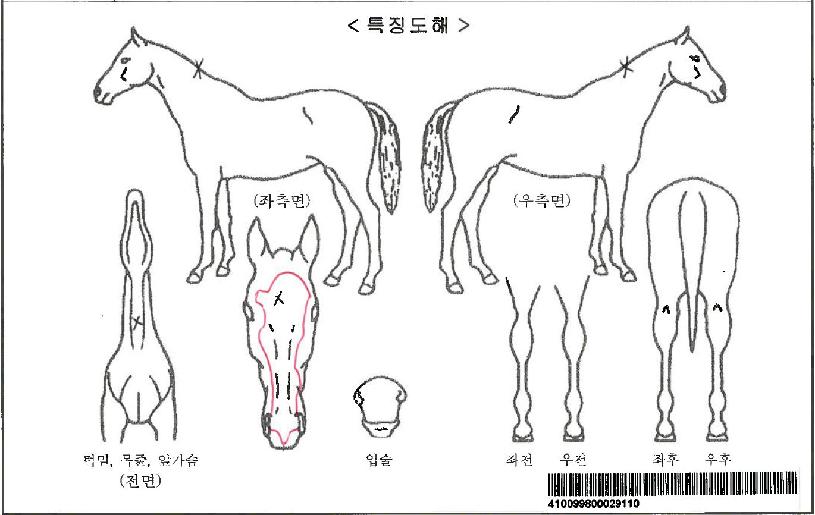 ´õºíºí·¢ÀÚ¸¶ÀÇ Ãø¸é,¿ì¸é,µÞ¸é,µÎ»ó,´Ù¸®ÀÇ Æ¯Â¡µµÇØ