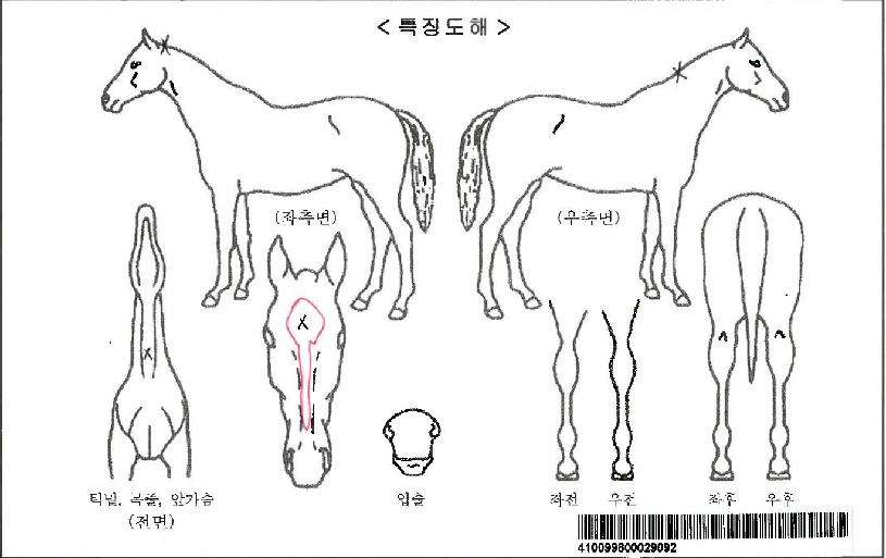 ���ÿ����ڸ��� ����,���,�޸�,�λ�,�ٸ��� Ư¡����