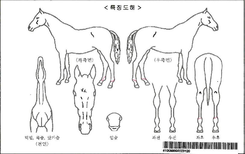 ����Ʈ�����ڸ��� ����,���,�޸�,�λ�,�ٸ��� Ư¡����