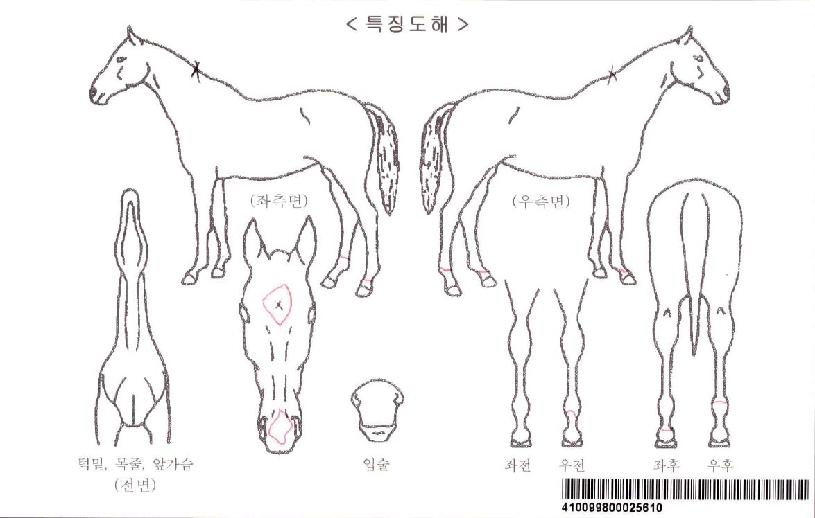 ���Ǽ����̼��ڸ��� ����,���,�޸�,�λ�,�ٸ��� Ư¡����