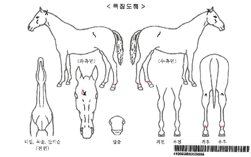 ºñÄÉÀ̸¶¼ÈÀÚ¸¶ÀÇ Ãø¸é,¿ì¸é,µÞ¸é,µÎ»ó,´Ù¸®ÀÇ Æ¯Â¡µµÇØ