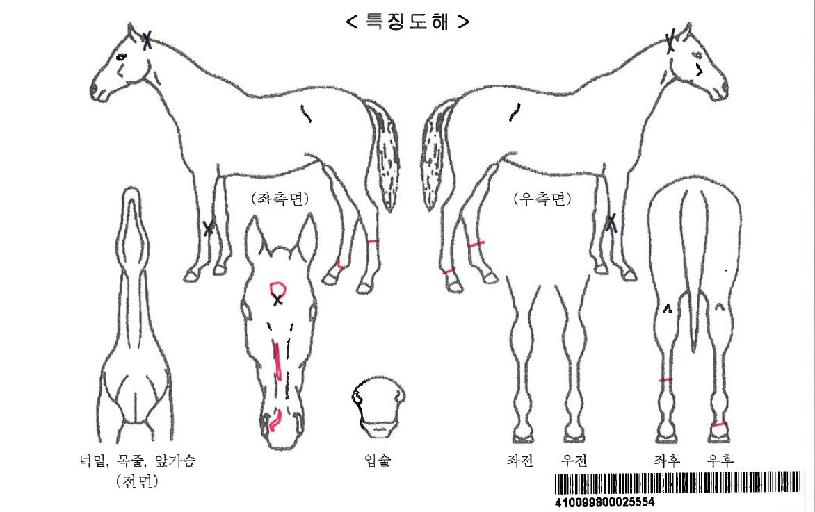 À¯´Ï¾ðº§ÀÚ¸¶ÀÇ Ãø¸é,¿ì¸é,µÞ¸é,µÎ»ó,´Ù¸®ÀÇ Æ¯Â¡µµÇØ