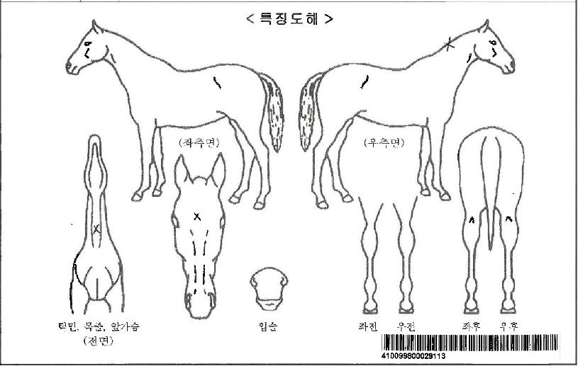 ½ºÅ»·¿ÀÚ¸¶ÀÇ Ãø¸é,¿ì¸é,µÞ¸é,µÎ»ó,´Ù¸®ÀÇ Æ¯Â¡µµÇØ