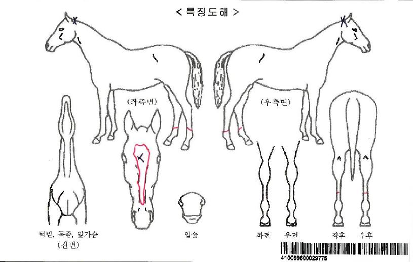 ���׳������ڸ��� ����,���,�޸�,�λ�,�ٸ��� Ư¡����