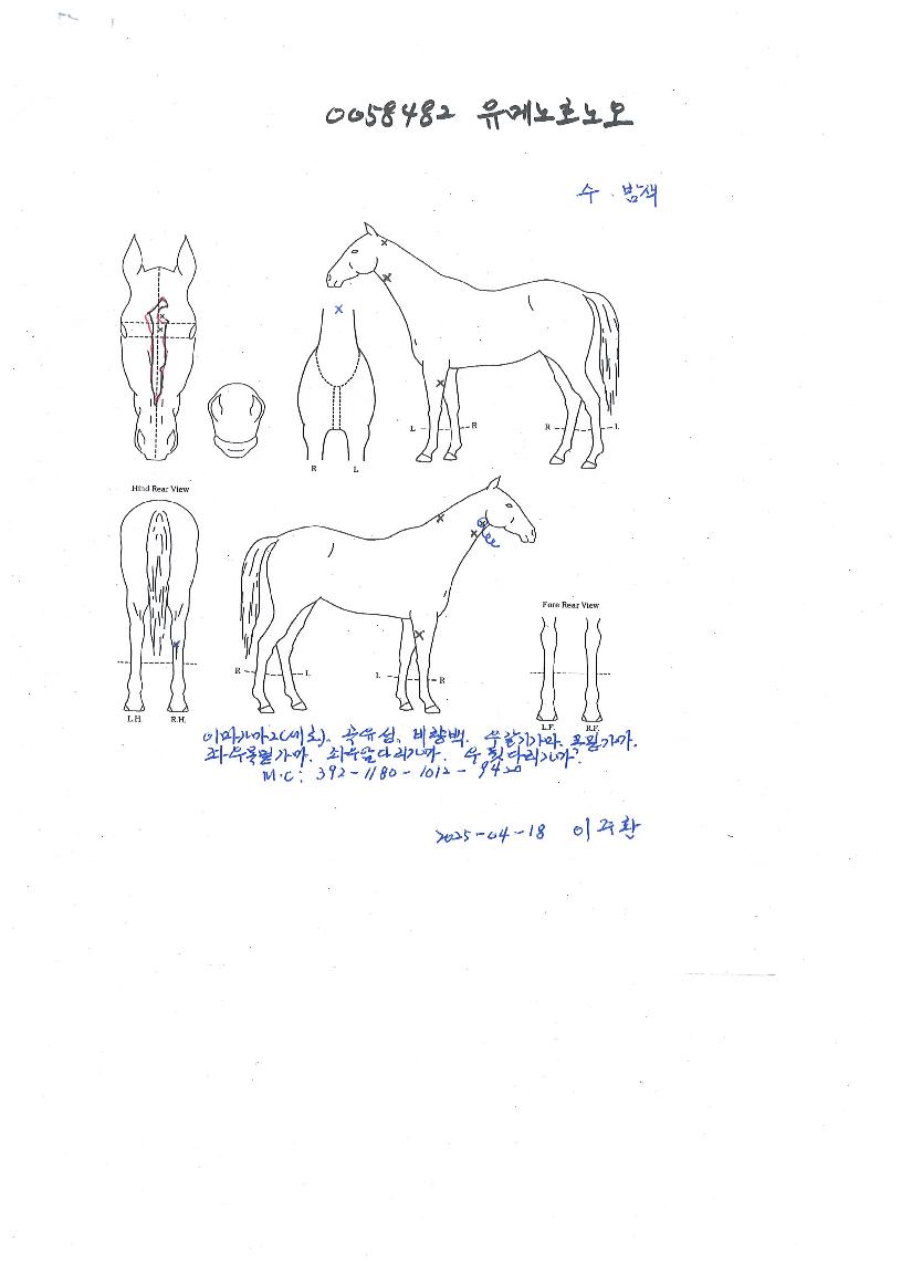 ���޳�ȣ����� ����,���,�޸�,�λ�,�ٸ��� Ư¡����