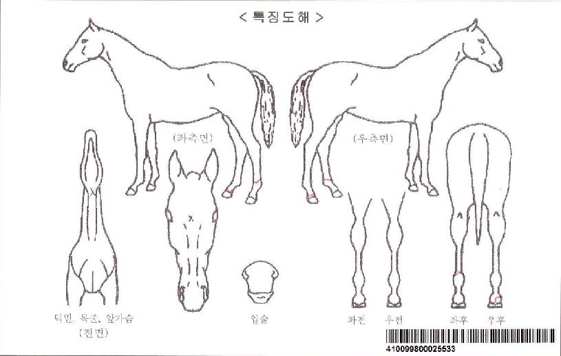 ¿ÍÀÏµå¾Æµ¨ÀÚ¸¶ÀÇ Ãø¸é,¿ì¸é,µÞ¸é,µÎ»ó,´Ù¸®ÀÇ Æ¯Â¡µµÇØ
