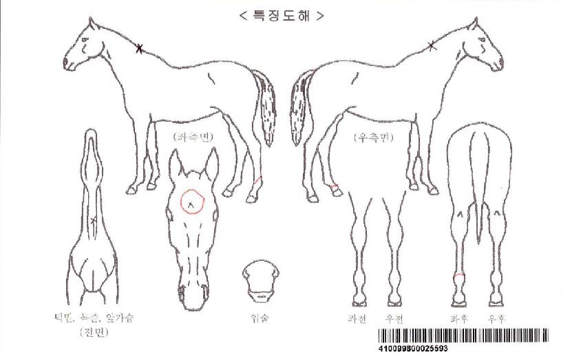 �ڸ��Ƴѹ����ڸ��� ����,���,�޸�,�λ�,�ٸ��� Ư¡����