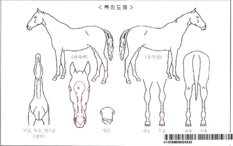 �ٶ����ڸ��� ����,���,�޸�,�λ�,�ٸ��� Ư¡����