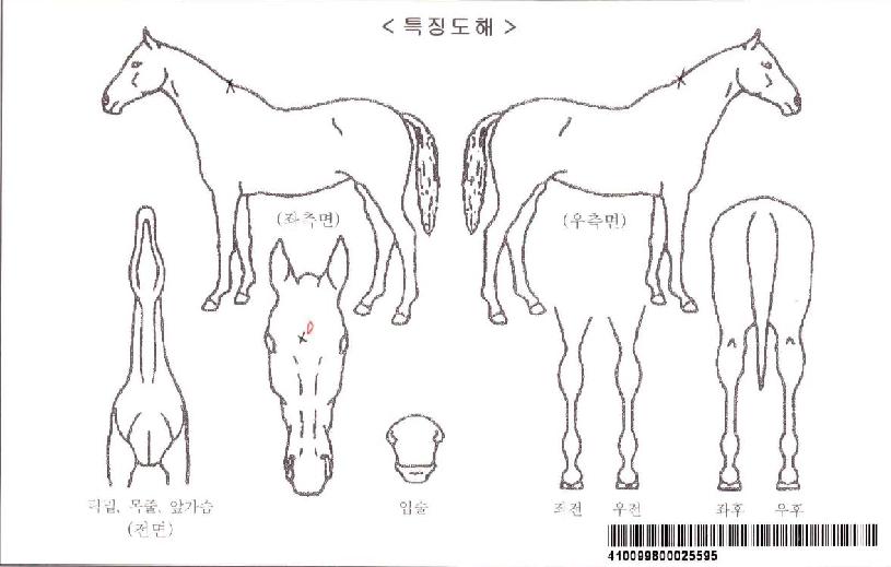 �ݾƱ۷θ��ڸ��� ����,���,�޸�,�λ�,�ٸ��� Ư¡����