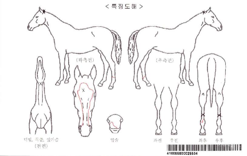 Ä÷º¼ÇÁîÃÊÀ̽ºÀÚ¸¶ÀÇ Ãø¸é,¿ì¸é,µÞ¸é,µÎ»ó,´Ù¸®ÀÇ Æ¯Â¡µµÇØ