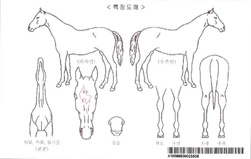 ³ªÀÌÆ®½ºÄ«ÀÌÀÚ¸¶ÀÇ Ãø¸é,¿ì¸é,µÞ¸é,µÎ»ó,´Ù¸®ÀÇ Æ¯Â¡µµÇØ