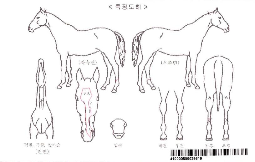 ·°Å°ÇÏÆ®ÀÚ¸¶ÀÇ Ãø¸é,¿ì¸é,µÞ¸é,µÎ»ó,´Ù¸®ÀÇ Æ¯Â¡µµÇØ