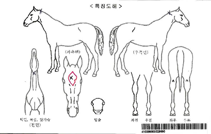 ¼Ò¸ÓÄ¡ÆÝÀÚ¸¶ÀÇ Ãø¸é,¿ì¸é,µÞ¸é,µÎ»ó,´Ù¸®ÀÇ Æ¯Â¡µµÇØ