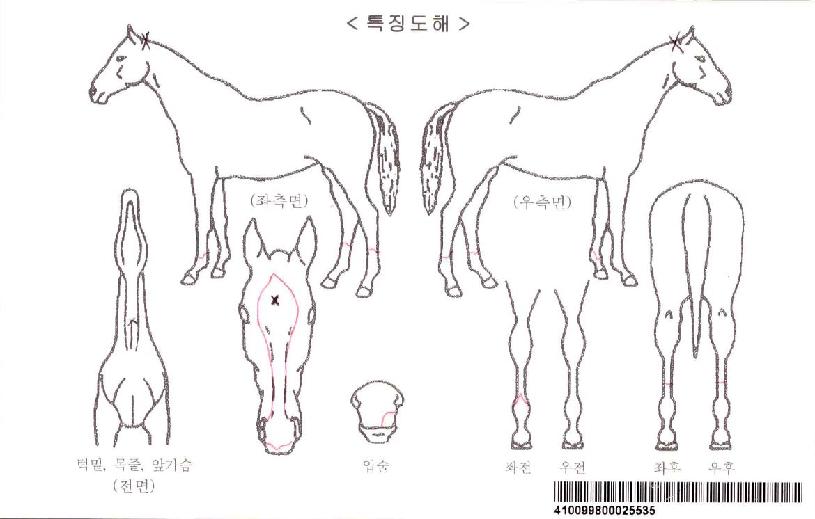 ��������Ƽ�ڸ��� ����,���,�޸�,�λ�,�ٸ��� Ư¡����