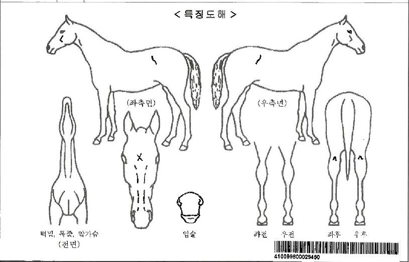 ºòÅ͹®ÀÚ¸¶ÀÇ Ãø¸é,¿ì¸é,µÞ¸é,µÎ»ó,´Ù¸®ÀÇ Æ¯Â¡µµÇØ