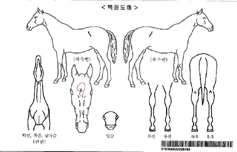 �㷣���ڸ��� ����,���,�޸�,�λ�,�ٸ��� Ư¡����