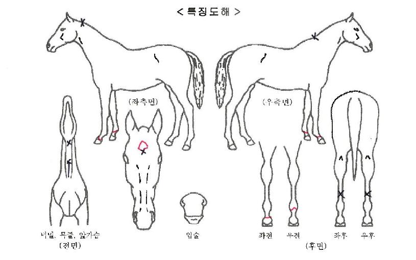 �»轺�ڸ��� ����,���,�޸�,�λ�,�ٸ��� Ư¡����