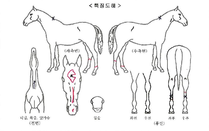 �׷���Ʈ���ڸ��� ����,���,�޸�,�λ�,�ٸ��� Ư¡����