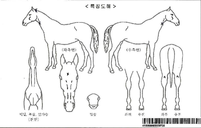 ½É½ÅÁö·ÁÀÚ¸¶ÀÇ Ãø¸é,¿ì¸é,µÞ¸é,µÎ»ó,´Ù¸®ÀÇ Æ¯Â¡µµÇØ