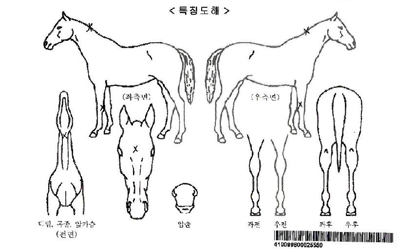 ��¹߸��ڸ��� ����,���,�޸�,�λ�,�ٸ��� Ư¡����