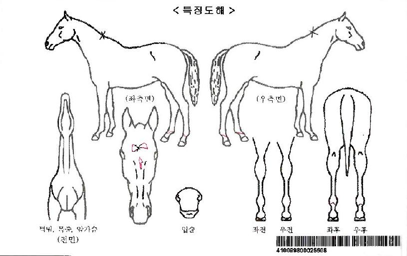 ¶ó¿ÂÆÛ½ºÆ®ÀÚ¸¶ÀÇ Ãø¸é,¿ì¸é,µÞ¸é,µÎ»ó,´Ù¸®ÀÇ Æ¯Â¡µµÇØ