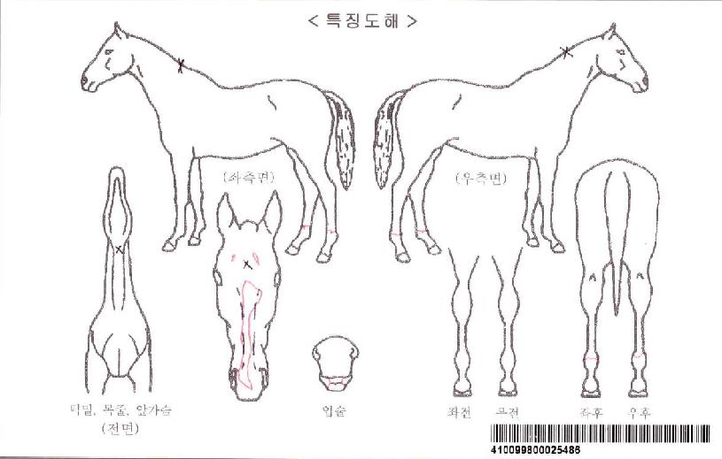 ½ÃƼÀ§³ÊÀÚ¸¶ÀÇ Ãø¸é,¿ì¸é,µÞ¸é,µÎ»ó,´Ù¸®ÀÇ Æ¯Â¡µµÇØ