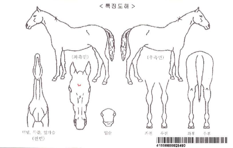 ��꼱���ڸ��� ����,���,�޸�,�λ�,�ٸ��� Ư¡����