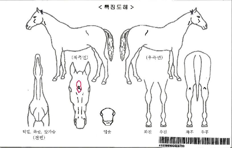 ť�ǵ�����ڸ��� ����,���,�޸�,�λ�,�ٸ��� Ư¡����