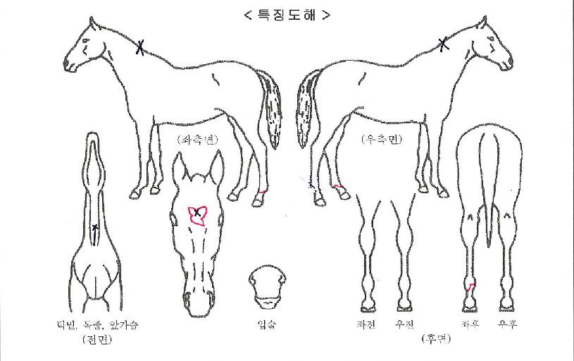 ��ŰŸ�ڸ��� ����,���,�޸�,�λ�,�ٸ��� Ư¡����