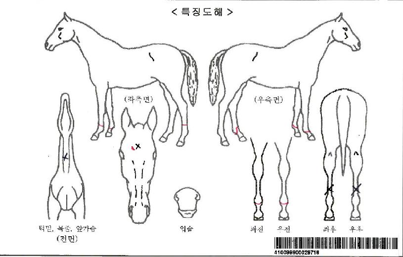 ´ë¾Ð½ÂÀÚ¸¶ÀÇ Ãø¸é,¿ì¸é,µÞ¸é,µÎ»ó,´Ù¸®ÀÇ Æ¯Â¡µµÇØ