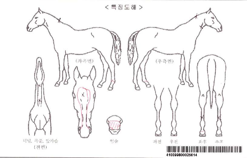 ¿À³ëÀÚ¸¶ÀÇ Ãø¸é,¿ì¸é,µÞ¸é,µÎ»ó,´Ù¸®ÀÇ Æ¯Â¡µµÇØ