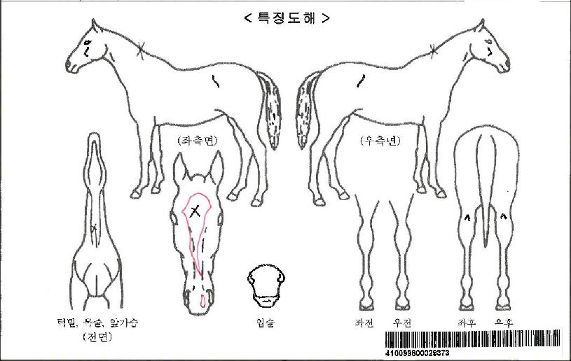 ����Ǯ�����ڸ��� ����,���,�޸�,�λ�,�ٸ��� Ư¡����